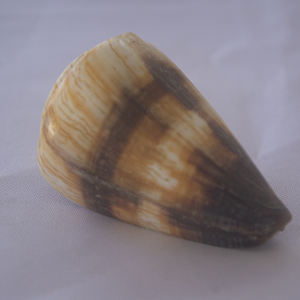 CONUS miles SEASHELL JEWELRY Conidae Conus Shell Motivo Shell CONUS natural Tamaño 6-7cm - Product Image 3