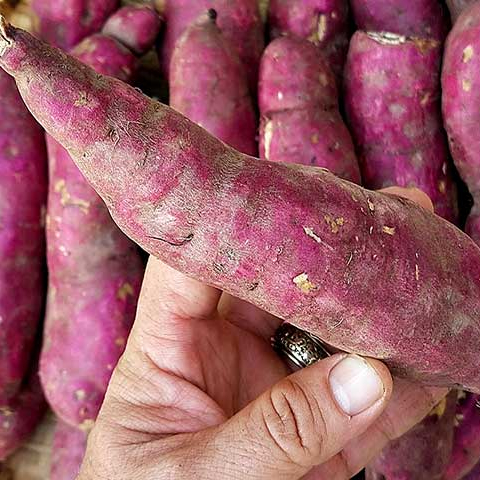 Fabricageprijs Zoete Aardappel Met Perfecte Zoete Aardappel Paarse Aardappel Met Hoge Kwaliteit