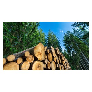 Grumes de bois de feuillus de qualité supérieure, durable et standard d'exportation - Product Image 1