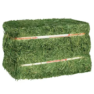 Pasokan pabrik grosir harga grosir kualitas terbaik Alfalfa Hay / Alfalfa Hay untuk pakan hewan tersedia