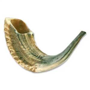 Corne naturelle Shofar pour souffler la décoration de vacances Corne de bélier polie casher Style animal écologique - Product Image 3