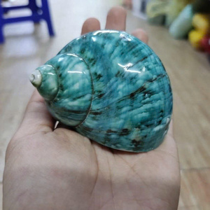 เปลือกหอยเทอร์โบตกแต่งแบบพรีเมี่ยมได้รับการคัดสรรเครื่องประดับทางทะเลสำหรับโรงแรมรีสอร์ทและการออกแบบตกแต่งภายใน - Product Image 6