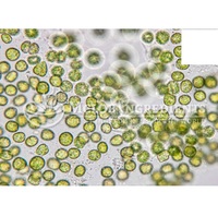 Extrait de Chlorella Premium Riche en Nutriments Superaliment pour la Détoxification, l'Immunité, l'Énergie et le Bien-être Général à Base de Plantes