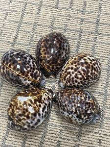 Coquillages naturels polis collectés à la main des côtes vietnamiennes Coquillages décoratifs sur le thème de la côte fabriqués au Vietnam - Product Image 6