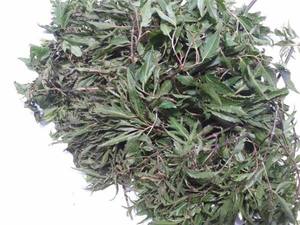 Mejor Precio Hoja de Polyscias Fruticosa Seca de Alta Calidad para Exportación a Granel desde Vietnam - Product Image 4