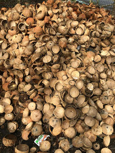 Cáscara de Coco Cruda de Vietnam para Producción Artesanal y Necesidades de Fábrica de Carbón Vegetal, Envío a Granel Disponible - Product Image 2