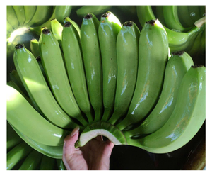 Banane fraîche de qualité supérieure et banane fraîche Cavendish du Vietnam exportation en vrac de fruits tropicaux de qualité supérieure à des tarifs compétitifs prêts à être expédiés - Product Image 3