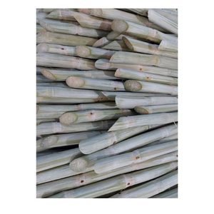 แท่งอ้อยแช่แข็งเพื่อความสดชื่นตามธรรมชาติของเวียดนามเหมาะสำหรับการดื่มและแปรรูปอาหาร - Product Image 2