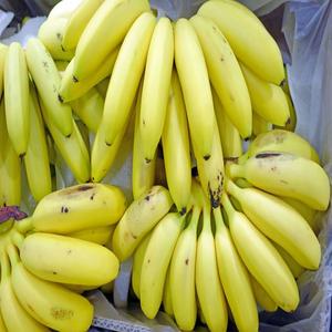Fresh Cavendish <b>Banana</b> Exporter Competitive Price Green <b>Banana</b> Suppliers Belgium Holland Buy <b>Banana</b> - Product Image 1