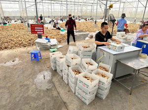 Caja de jengibre fresco 10kg Jengibre fresco terroso y aromático - Product Image 2