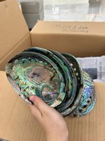 Coquille d'ormeau naturelle Paua pour la création de bijoux artistiques et la conception