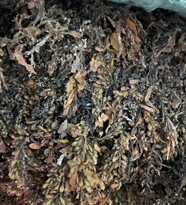 สาหร่าย Sargassum 100% สาหร่ายจากเวียดนาม - Product Image 2