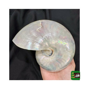 เปลือกหอยมุกมุกเปลือกหอยเปลือกหอยเปลือกหอยมุกเปลือกหอยเปลือกหอยเปลือกหอยใหญ่เวียดนามราคาโรงงานถูก - Product Image 1