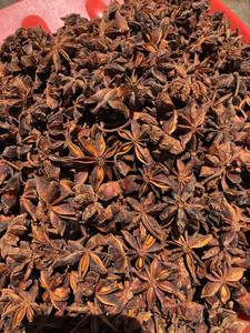 [Nueva cosecha] Venta caliente de alta calidad especial anís estrellado Badiane de Vietnam fábrica de especias de sabor caliente al por mayor 84971827680 - Product Image 3