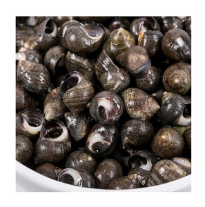 2025 Ventes Prix le plus bas Arrivée Escargots géants frais du Royaume-Uni/Escargots congelés, séchés et vivants, Escargots géants du Royaume-Uni Prix réduit - Product Image 3