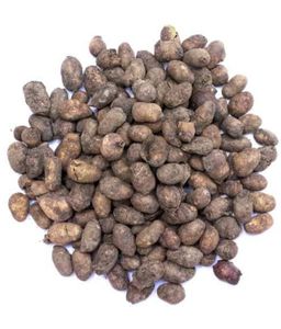 Bibit Jambul/Syzgium Cumini/biji <span class=keywords><strong>Jamun</strong></span> - Product Image 1