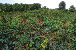 NUEVA COSECHA de Granos de Café Verde Arábica Robusta, Granos de Café Vietnamita de Alto Estándar, Arábica - Área de Cultivo HANCOFFEE - Product Image 3