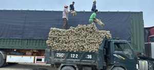 Kit de fil naturel à prix avantageux : Fibre de jonc, herbe marine et raphia pour l'artisanat tissé à la main, approvisionnement en gros. - Product Image 5