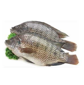 Tilapia Negra Congelada - Compra al por Mayor de Tilapia Negra para Procesamiento de Alimentos - Product Image 3