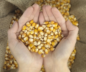 Maïs jaune biologique riche en nutriments, excellent pour la cuisine quotidienne, la préparation des repas ou le broyage, farine de maïs fine congelée en provenance de Chine - Product Image 1