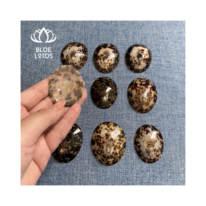 Conchas de Limpet únicas hechas a mano creadas a partir de tesoros oceánicos para colección de arte sostenible y auténtico - Product Image 1