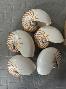 Tiger Chambered Nautilus Shell pieza decorativa pulida para accesorio de moda escaparate de arte para el hogar - Product Image 6