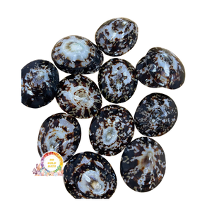 ขายส่งเปลือกหอยลิมเพ็ตขัดเงาธรรมชาติ 100% เป็นมิตรกับสิ่งแวดล้อม งานฝีมือจากเวียดนาม สำหรับของที่ระลึกและเครื่องประดับ ราคาดีที่สุด - Product Image 1