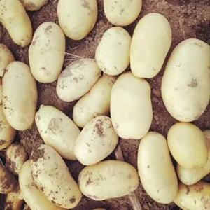 Patatas Frescas Recién Cosechadas de Holanda a Precio de Fábrica - Product Image 1