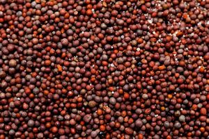 Semillas de Colza / Canola de la Mejor Calidad en Venta - Product Image 5