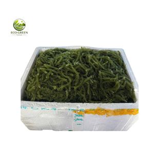 Vendre en gros : Caviar vert frais de haute qualité, raisins de mer, OEM, ODM, marque privée, directement de l'usine - Product Image 6