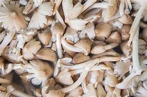 SETA DE TERMITA DE ETIQUETA LIMPIA PURA SECA PARA APOYAR LA SALUD INMUNE Y EL BIENESTAR - Product Image 3