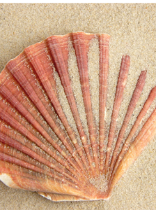 Decoración de Concha de Vieira Natural Premium para Arte y Presentación de Alimentos - Product Image 3