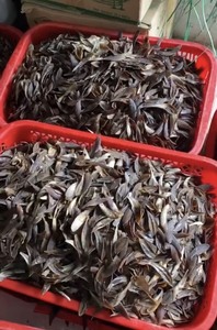 Coquillages polis de coquillages Murex de HAUTE QUALITÉ utilisés pour la conception de bijoux souvenirs et le commerce d'exportation Vietnam - Product Image 5