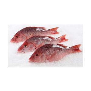 Pargo Rojo Congelado de Alta Calidad, Bajo en Azúcar, Libre de Grasas Trans, Listo para Venta al por Mayor a Distribuidores y Minoristas - Product Image 5