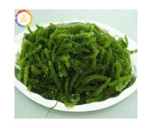 Top-Grade bio Vietnam mer raisins-frais et séché mer raisins-OEM Seamoss disponible-Raisins de mer fournisseur du Vietnam - Product Image 1