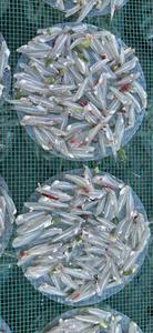 Delicious Western <b>Anchovy</b> Rice Paper Marinated Spices 1 Pack of 500gr - Product Image 6