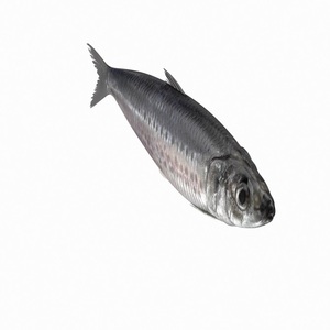 Sardina de Origen Omán, Congelada, Entera y Redonda, con Embalaje - Bolsa de Polietileno para Embalaje Interior, Cartón para Embalaje Exterior - Product Image 1