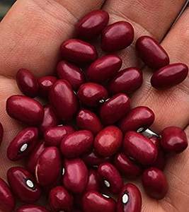 Haricots rouges de haute qualité Petits haricots rouges et blancs - Product Image 4