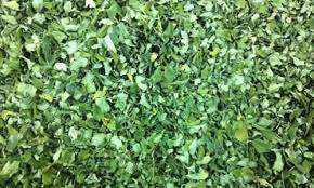 Polvo de moringasa puro de alta calidad, hoja seca a granel - Product Image 2