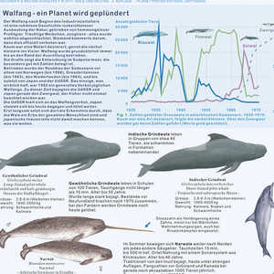 Póster moderno DIN A1 alemán de ballenas y delfines para decoración de pared - Product Image 5