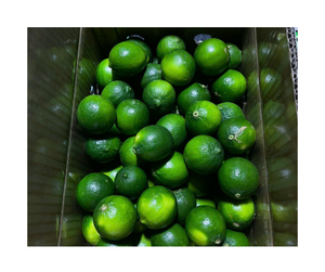 Calidad de exportación, Lima fresca sin semillas de Vietnam, precio de fábrica, alto contenido de jugo, Lima persa sin semillas, producción 99 GD - Product Image 3