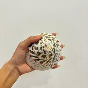 Matériau marin brut de coquillage naturel du Vietnam pour l'aménagement paysager d'aquarium de décor à la maison de Style côtier et l'approvisionnement d'artisanat de bricolage - Product Image 3