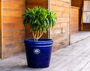 [Leo Nguyen Le] - Venta al por mayor de macetas de cerámica esmaltada para interiores/exteriores / macetas de cerámica para decoración del hogar y jardinería - Product Image 6