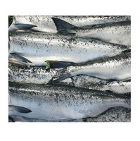 Saumon chum congelé entier – Saumon congelé de qualité pour la vente en gros