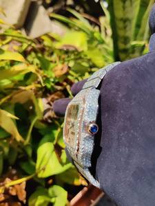 Reloj Mecánico de Lujo con Moissanita, Probador de Diamantes, Reloj con Incrustaciones de Diamantes, Reloj de Hombre con Bisel de Acero Inoxidable, Reloj de Rapero con Diamantes VVS para Hombre - Product Image 2