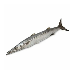 Poisson Barracuda de haute qualité congelé rond entier faible en glucides et sans gras trans de qualité supérieure 1kg emballé sous vide - Product Image 3