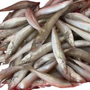 Congelado IQF Envasado al Vacío Sin Cabeza Gilled Gutted Scaled Sillago Vietnam Pescado Calidad Premium PARA EL Comercio Internacional de Mariscos - Product Image 6