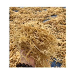 Algas marinas secas de alta calidad Eucheuma Cottonii hechas en Vietnam de 99 DATOS DE ORO - Product Image 1
