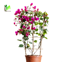 Support pour plantes en bambou et treillis pour fleurs - Sources renouvelables - Hauteur 35cm-60cm