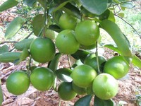Verse Vietnam Pitloze Limoen Premium Kwaliteit Groene Limoenen Bulkvoorraad Voor Export Culinaire Voedselmarkt Groothandel Drank